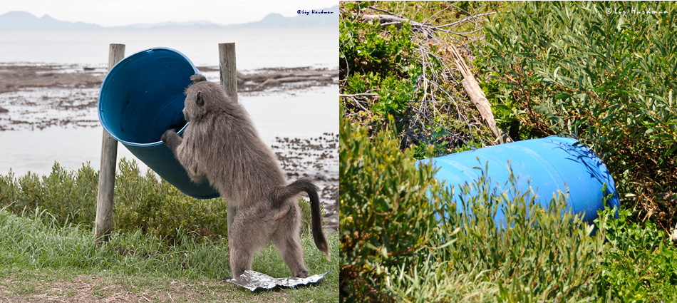 Miller's Point litter bins