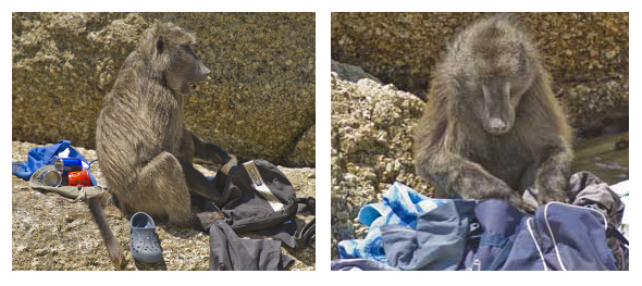 Bag raiders_ Millers Point picnic area Baboons commandeer bags and rummage through contents looking for food.