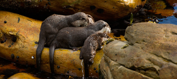 Otters come to chill