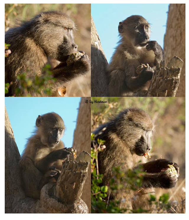 Baboons feast on pine cones.