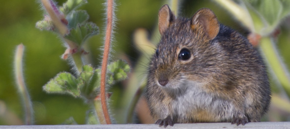 Striped field mouse