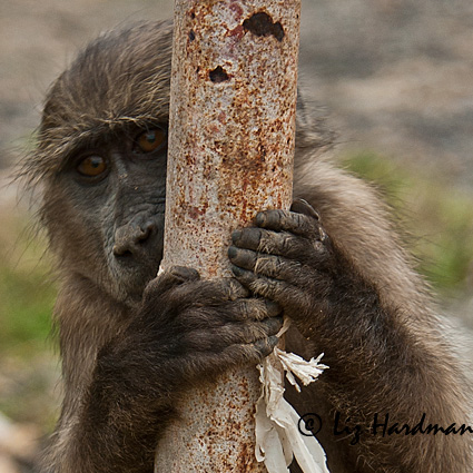 Hands for gripping, climbing, tactile and functional.