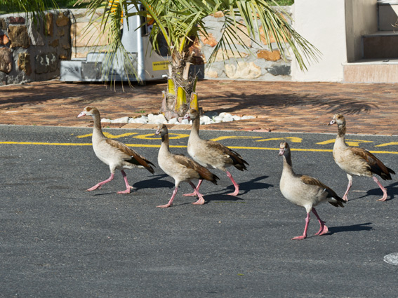Pink foot forward, girls!