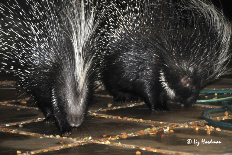 01_Nocturnal-visitors