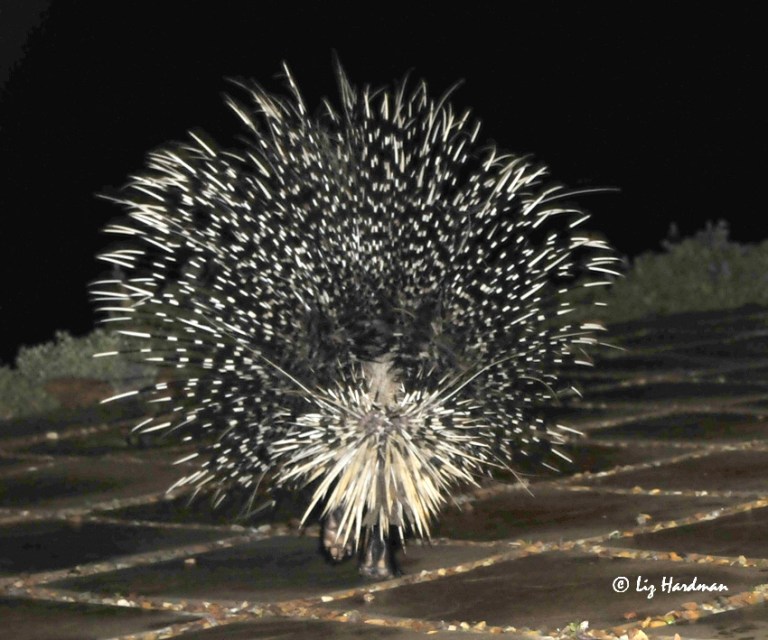 02_-Nocturnal-visitors