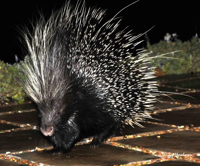 03_Nocturnal-visitors