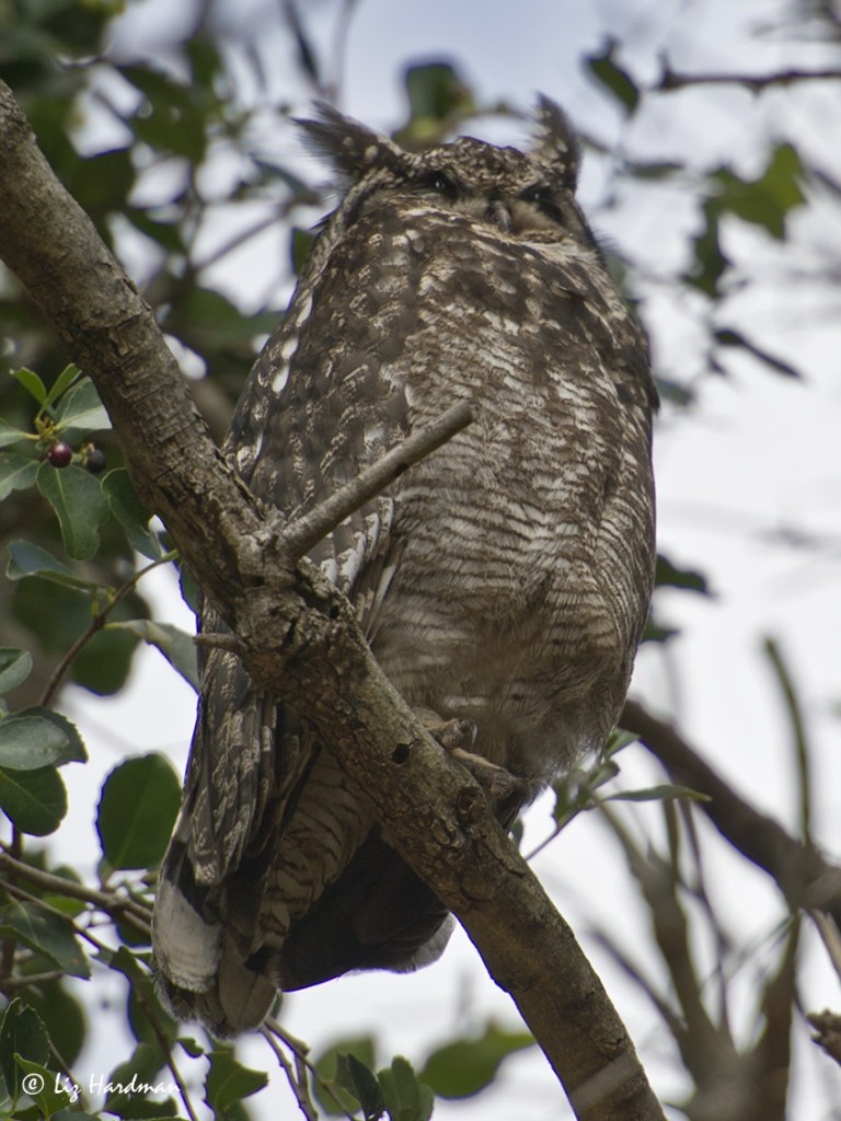 Cape-spotted-eagle-owl