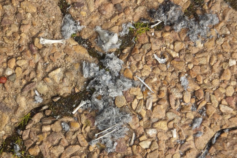 Spotted-Eagle-Owl-dinner-remains.