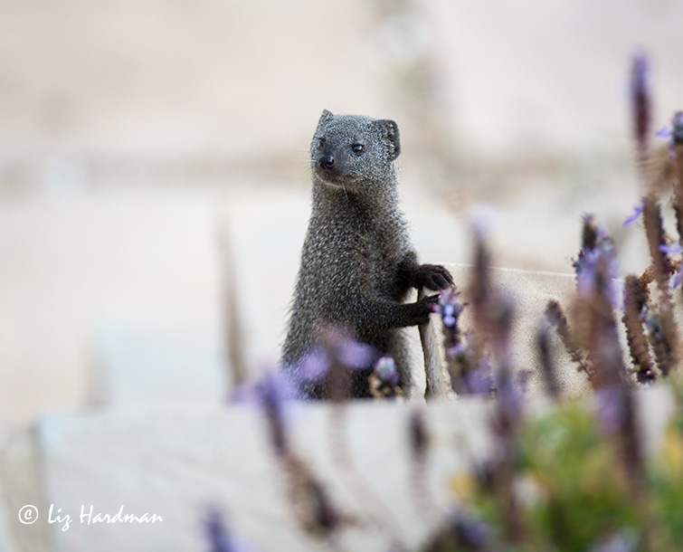 Christmas-day-caller_1