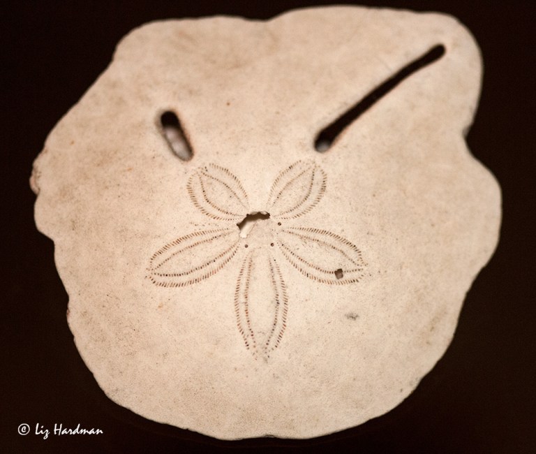 Delicate-tracery-of-a-pansy-shell