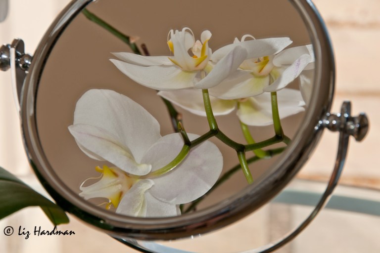 Orchid-reflected