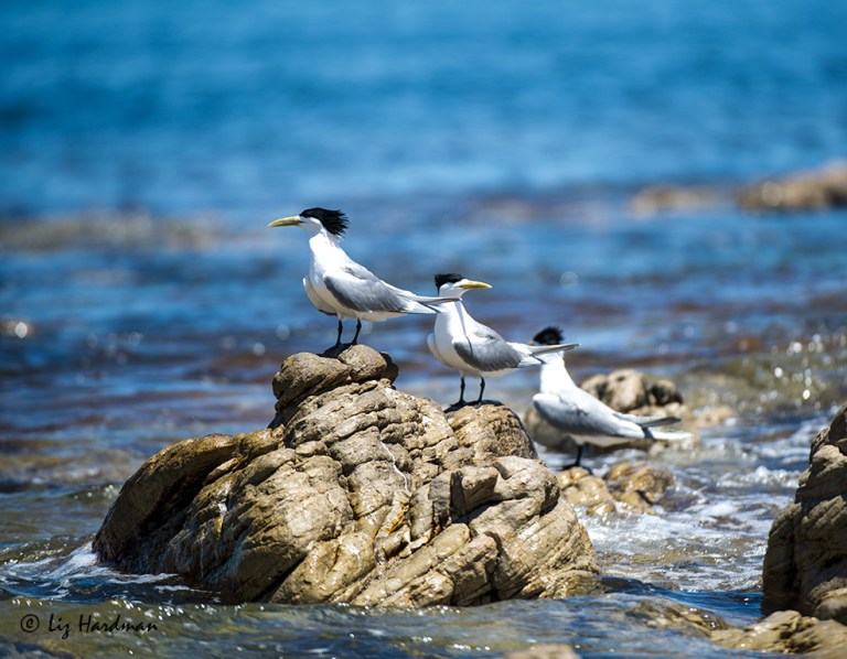 Swift-terns,-ruffled-feathers