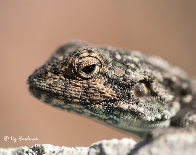 Agama,-the-fine-detail