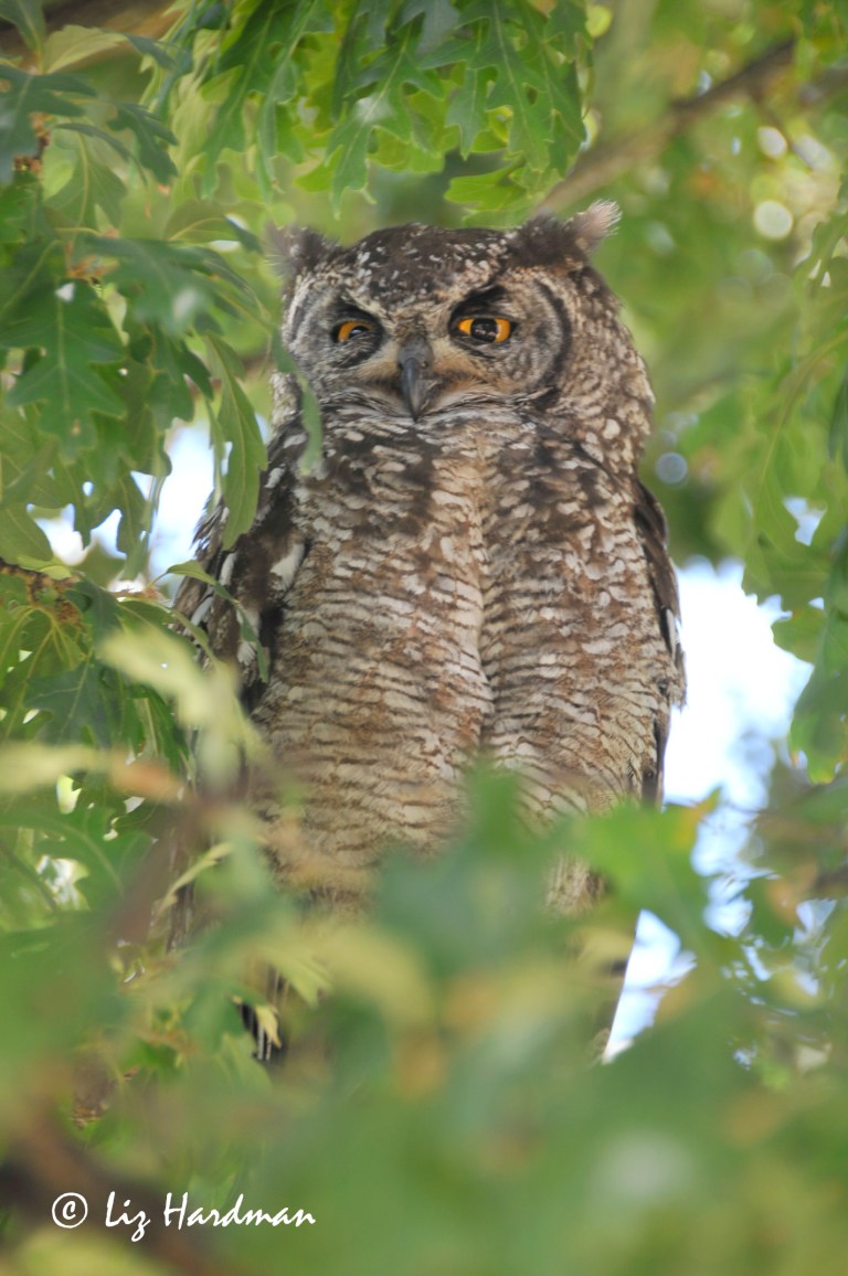 The parent bird casting a watchful eye over the youngster.  Note the orange eyes and the heavier barring on the chest which distinguishes it from the Spotted Eagle Owl.