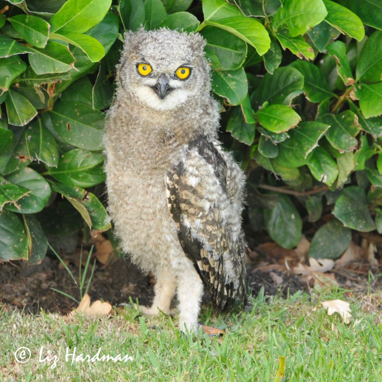 Last season's chick is losing it's fluff and growing  a fine cape of feathers.  Pale eyes which will turn orange into adulthood.