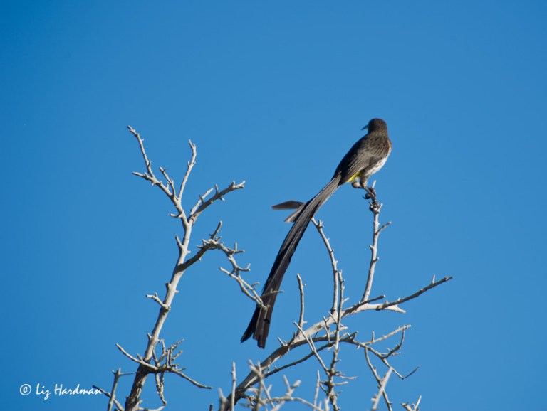 04_Sugarbird-on-bug-watch