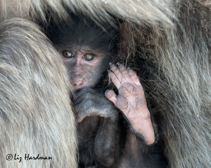 Baby-baboon-cocooned-in-mother's-warmth