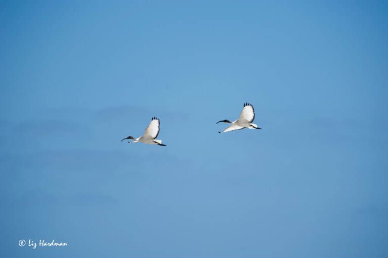 Wing span and forward thrust.