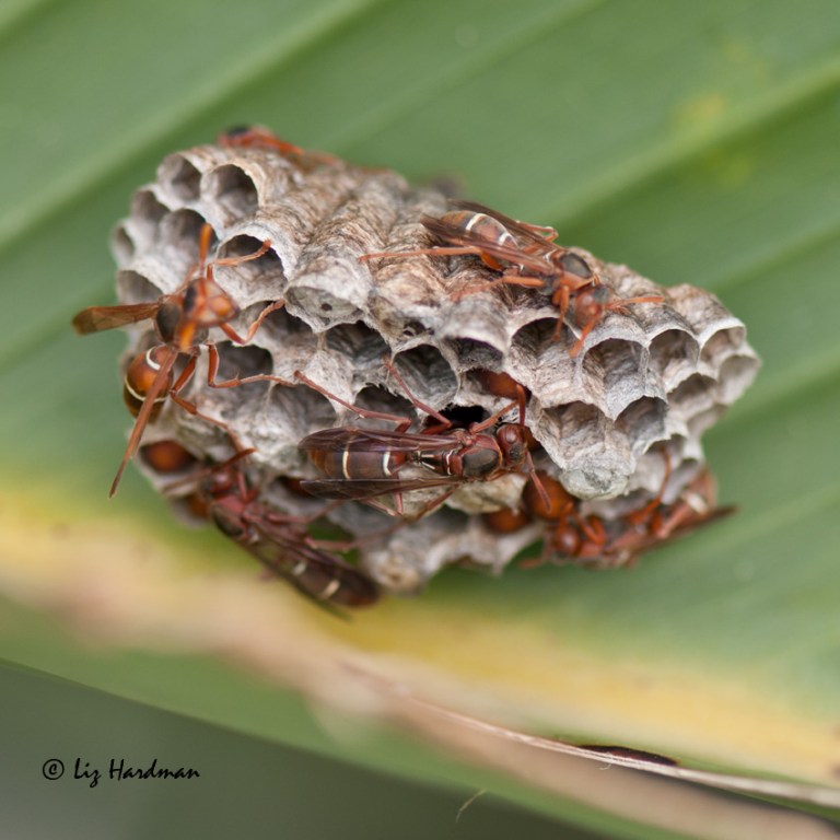 Incubating crysallis.