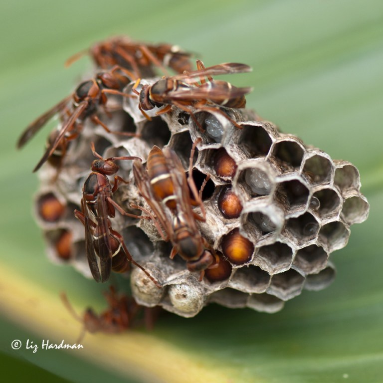 Tending the eggs, pupae growing.
