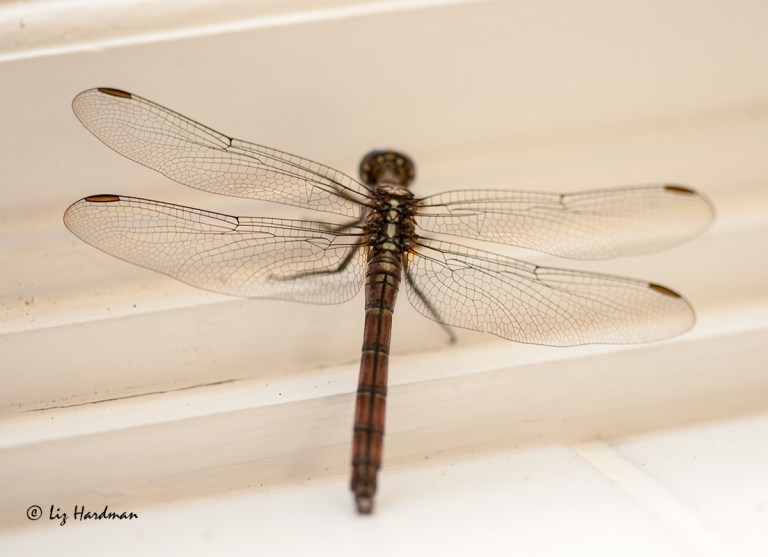 The-perfection-of-a-dragonfly