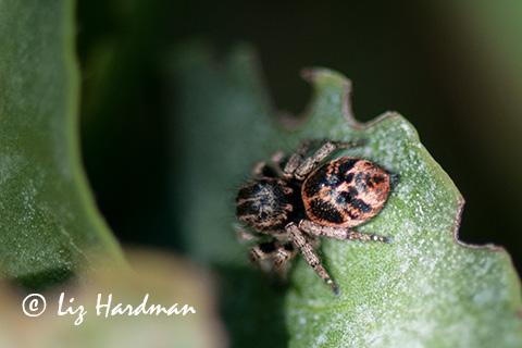 The acrobat, Salticidae - the Jumping Spider.