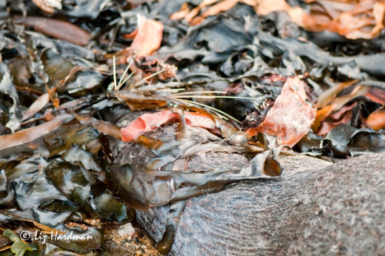 There tend to be more seal casualties when the seas are rough and stormy.  