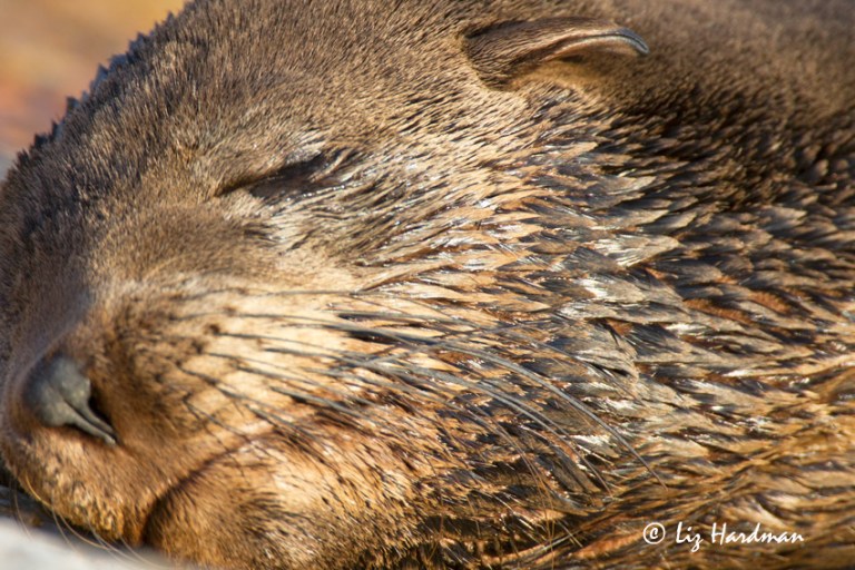 Cape fur seals pups are weaned by nine months, but remain vulnerable at this young age.