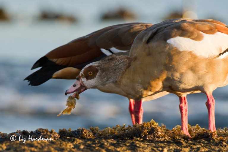 Simple green algae for breakfast.