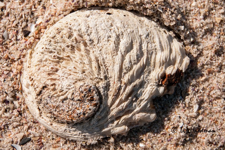 Showing a rugged exterior, this is the topside of the shell.