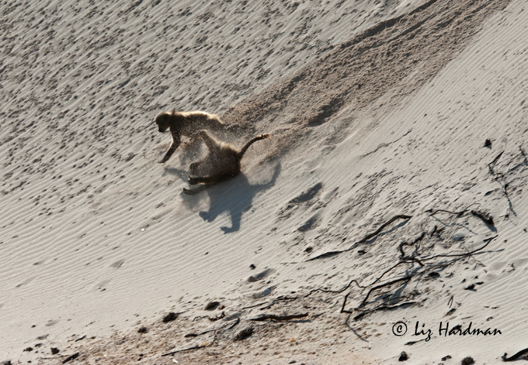 Baboons-cartwheeling-on-sanddune.