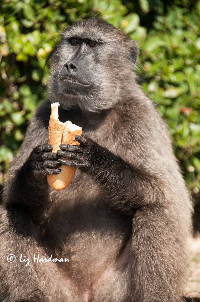 Female-baboon-raiding