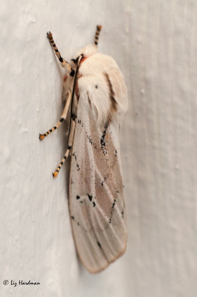 Tricoloured tiger moth