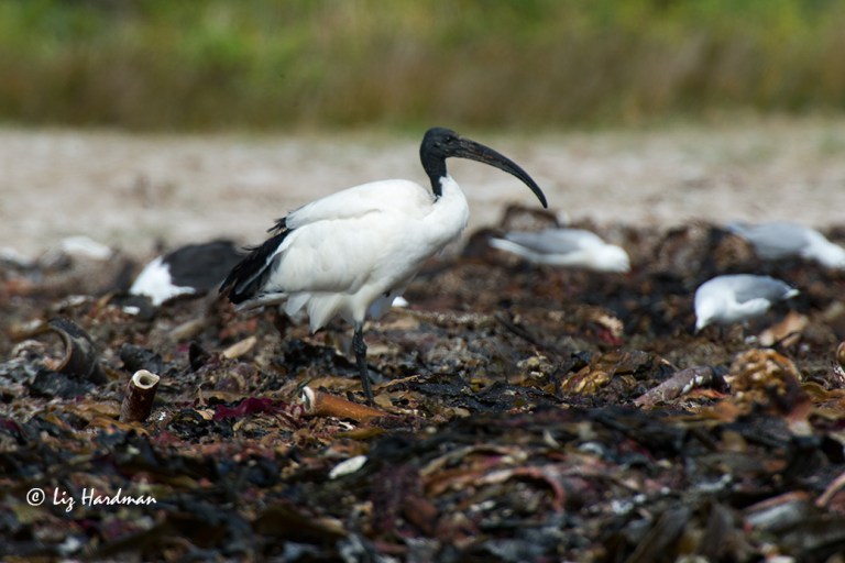 A sacred ibis