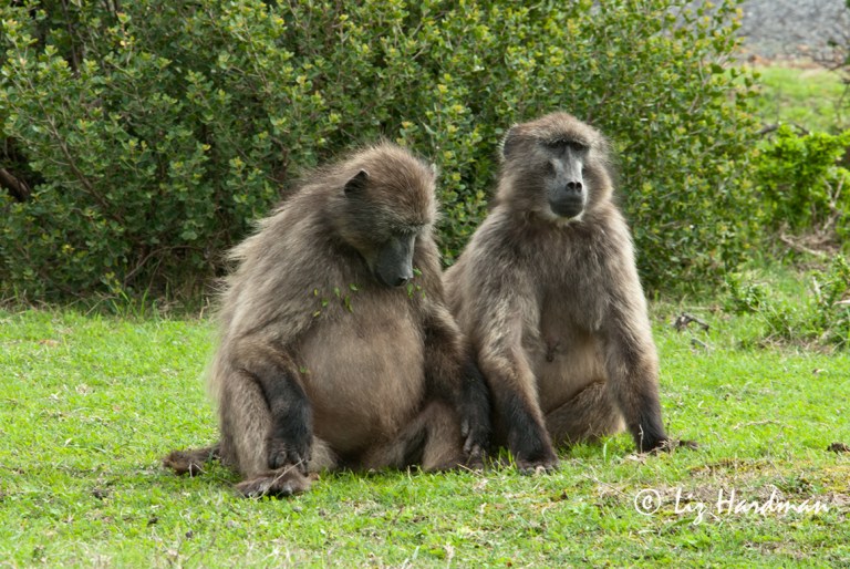 A-mom-to-be-with-companion