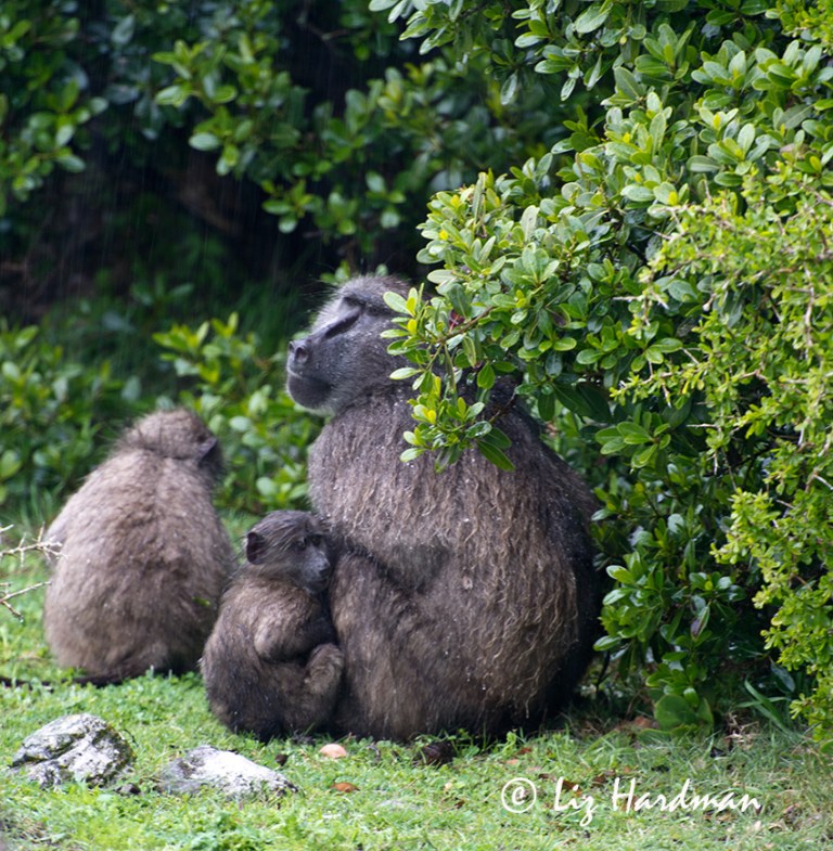 Boy,-but-it's-cold-and wet out-here.