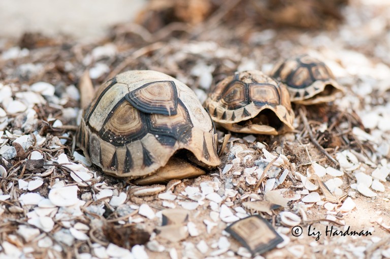 Different spaces, patterns, textures create interest and the story line here are the dead tortoises on crow-row.