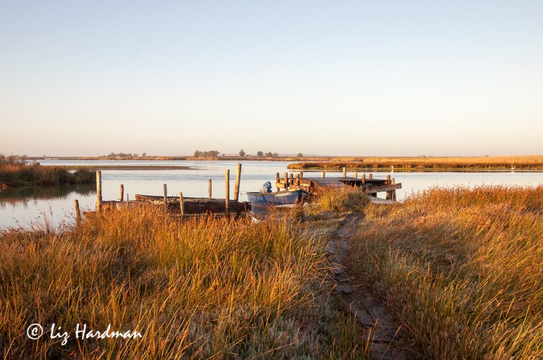 Dawn creeps in and casts a  burnished copper over the reed banks.