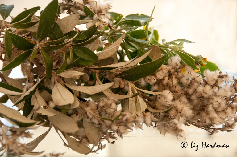 Tarchonanthus-Littoralis---Coastal-Camphor-Tree