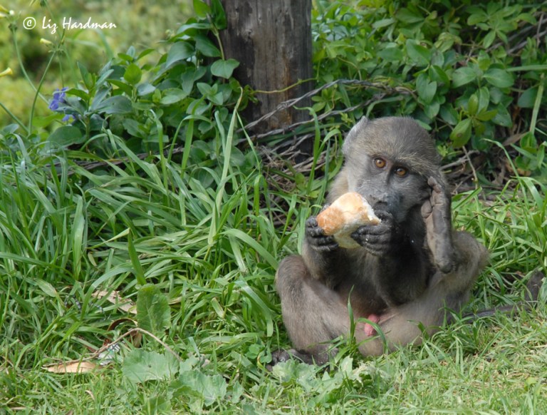 Conditioning-to-human-food.