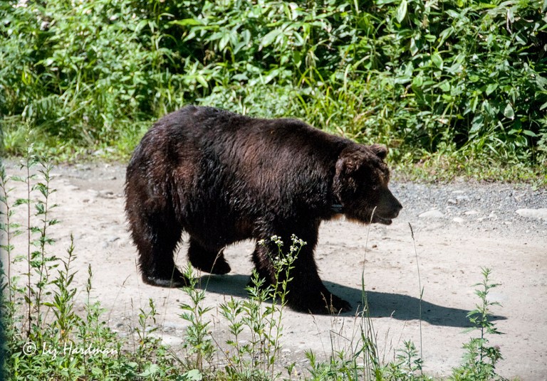Ezo Higuma, the Japanese Brown Bear of Hokkaido.