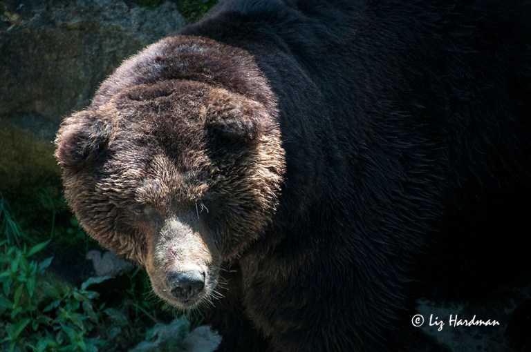 Visitors can get close up views of the bears from the viewing platforms or through the bus windows.