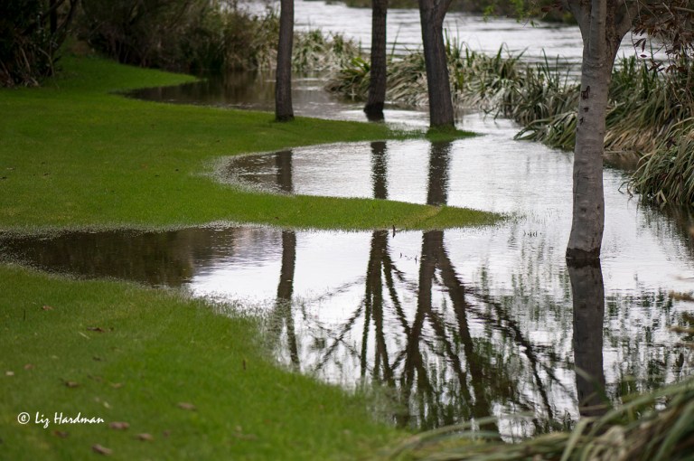 Good rainfall this season has brought a blossoming spring and the earth is saturated in a verdant green.
