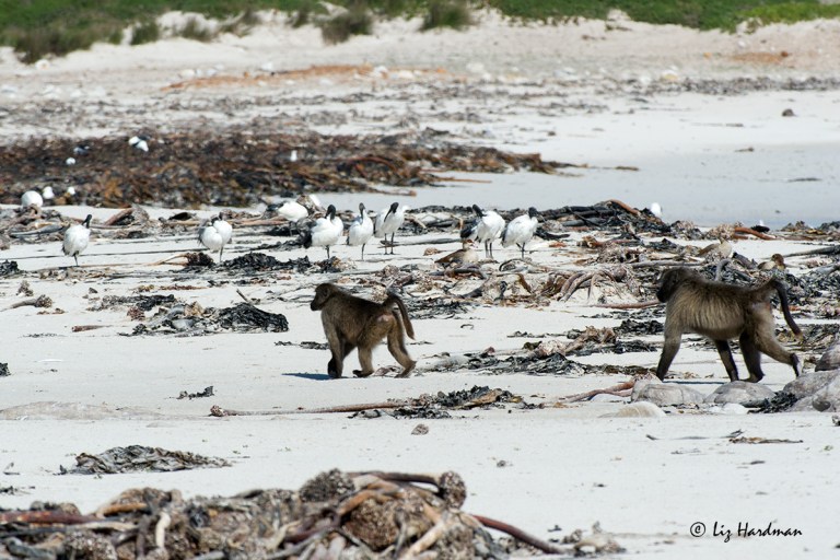Beach-foragers