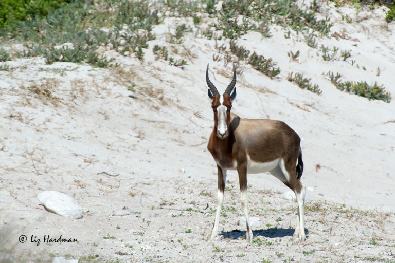 Knocked-kneed-gorgeous.