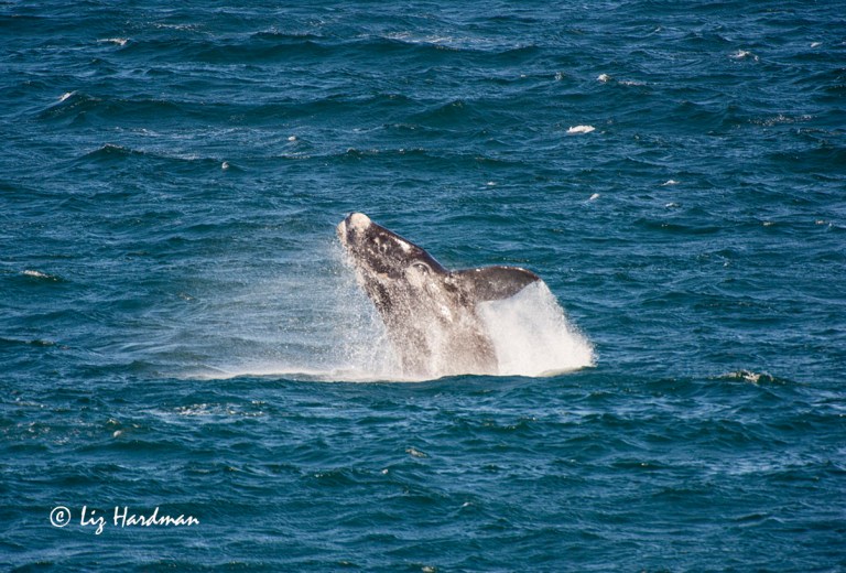 Southern Right whale calf 