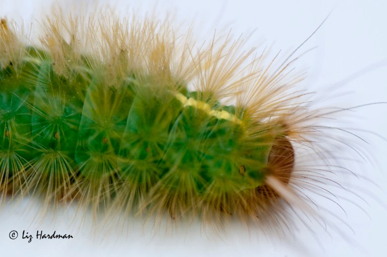 Green bristles