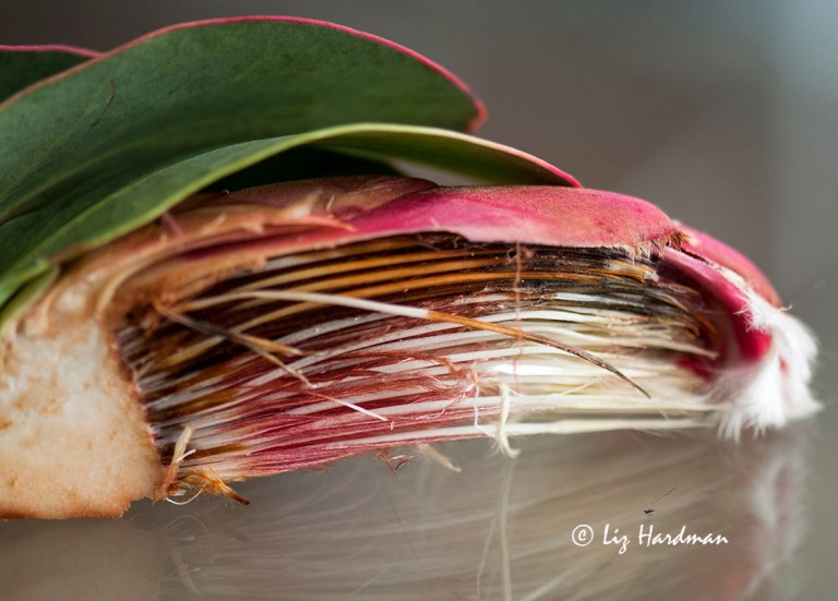 A cross section of the internal structure.