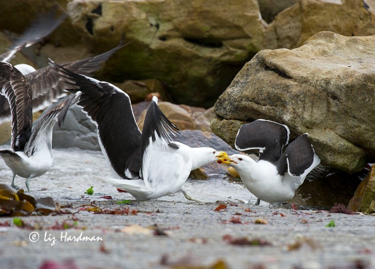 And the battle is on, engaged and hooked.