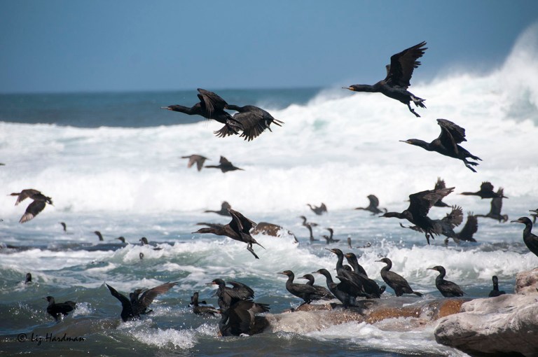 Cape Cormorants